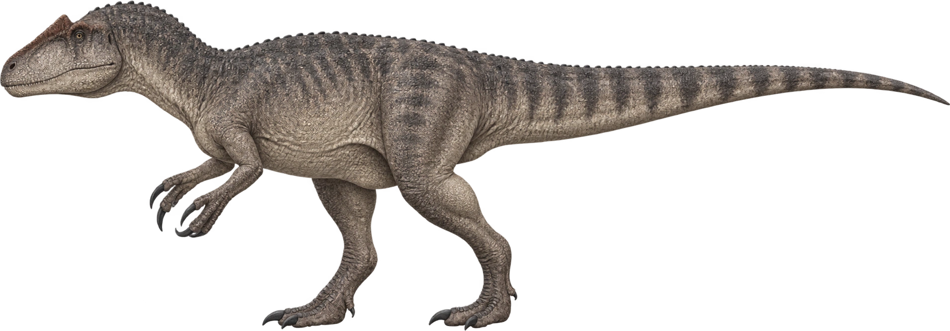 Allosaurus fragilis, AMNH 680 · published reconstructed length. Published specimen reconstruction · approximately 9.7 meters: 9.7 meters, illustrative estimate.