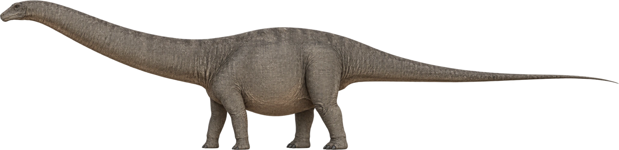 Apatosaurus louisae, Upper AMNH species length reference. Upper AMNH species length reference · approximately 24 meters: 24 meters, illustrative estimate.