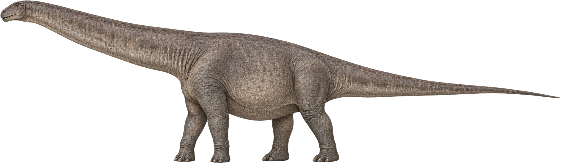 Argentinosaurus huinculensis, NHM reconstructed total-length estimate. NHM reconstructed total-length estimate · approximately 35 meters: 35 meters, illustrative estimate.