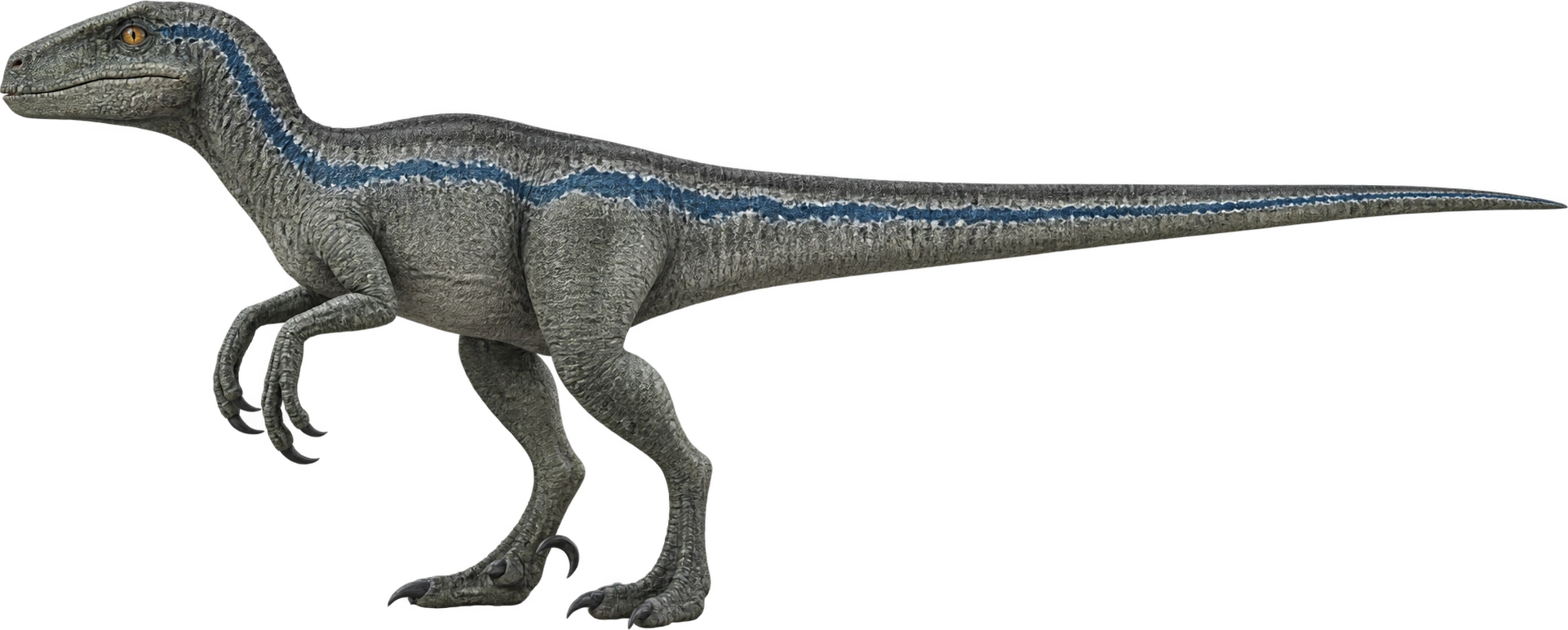 Blue, Universal Raptor Encounter · 2018 park depiction. 2018 Raptor Encounter · 15 feet tail to snout: 4.572 meters, illustrative estimate.