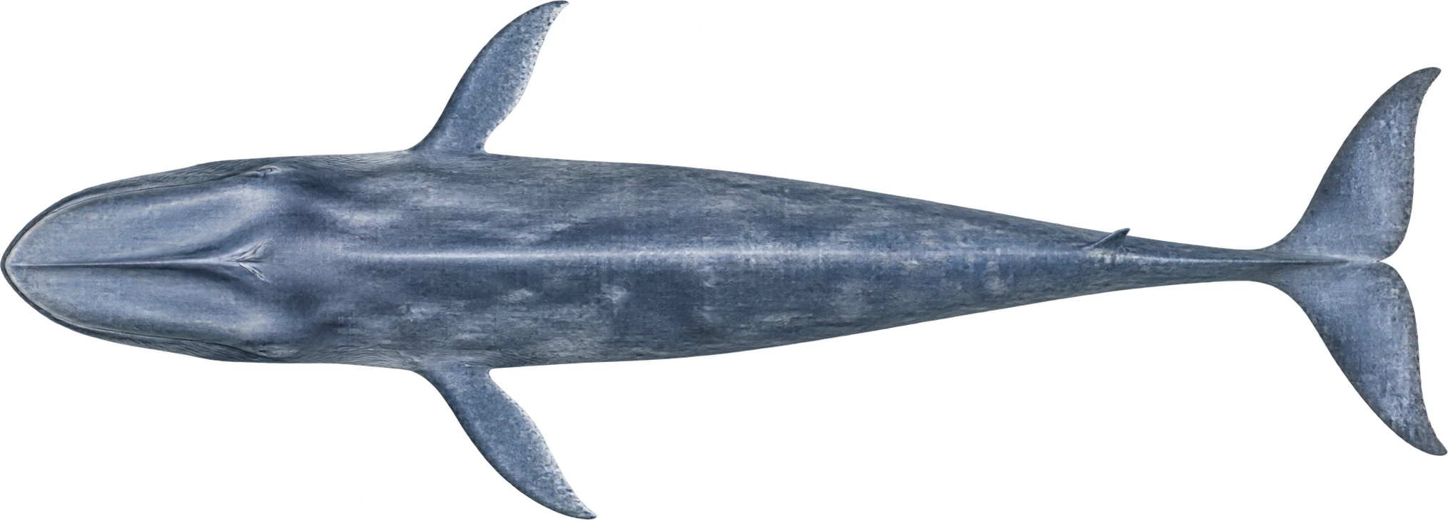 Blue whale, Antarctic upper-size reference · overhead view. Reported upper-end body length · rounded: 33.5 meters.