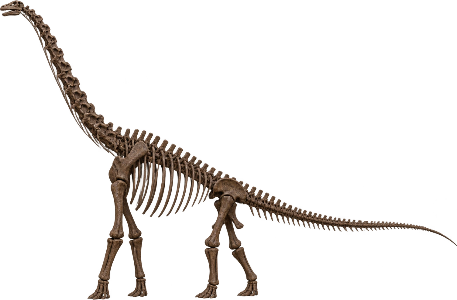 Brachiosaurus altithorax, Field/O’Hare-pattern composite skeletal mount. Field/O’Hare-pattern composite skeletal mount · approximately 13.7 meters: 13.7 meters, illustrative estimate.