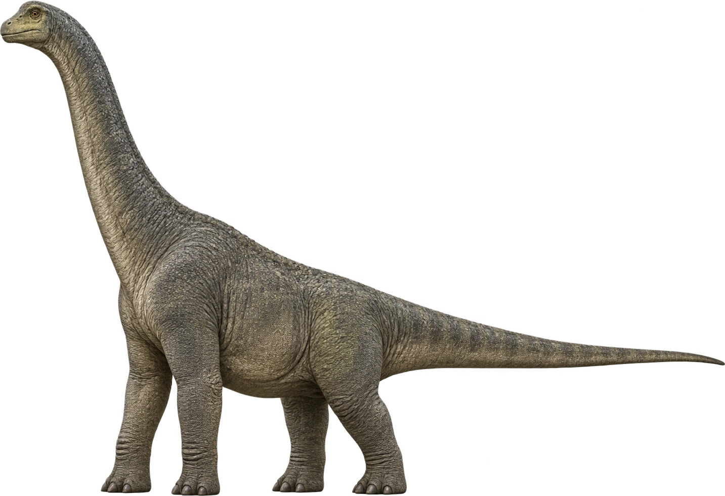 Brachiosaurus, Jurassic World Alive · licensed game profile. Listed average adult height · Jurassic World Alive: 12.4 meters, illustrative estimate.