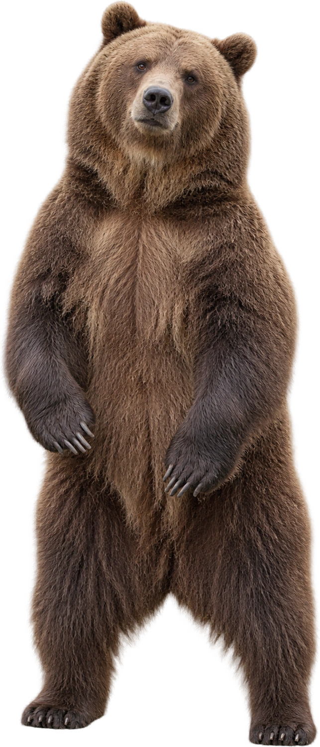 Brown bear, Large male Kodiak reference · upright on hind legs. Agency-described large Kodiak standing height · nominal 10 feet: 3.048 meters, illustrative estimate.