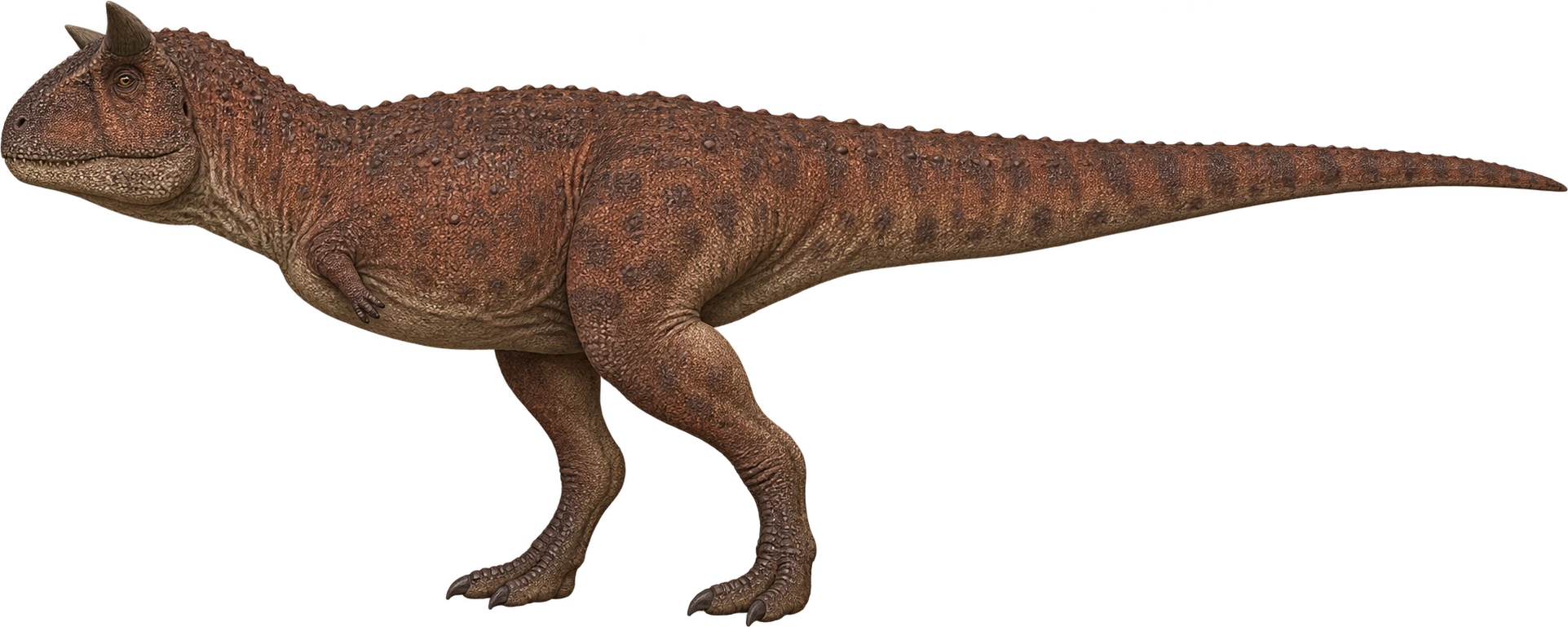 Carnotaurus sastrei, Museum-described reconstructed length. Museum length reference · approximately 8 meters: 8 meters, illustrative estimate.