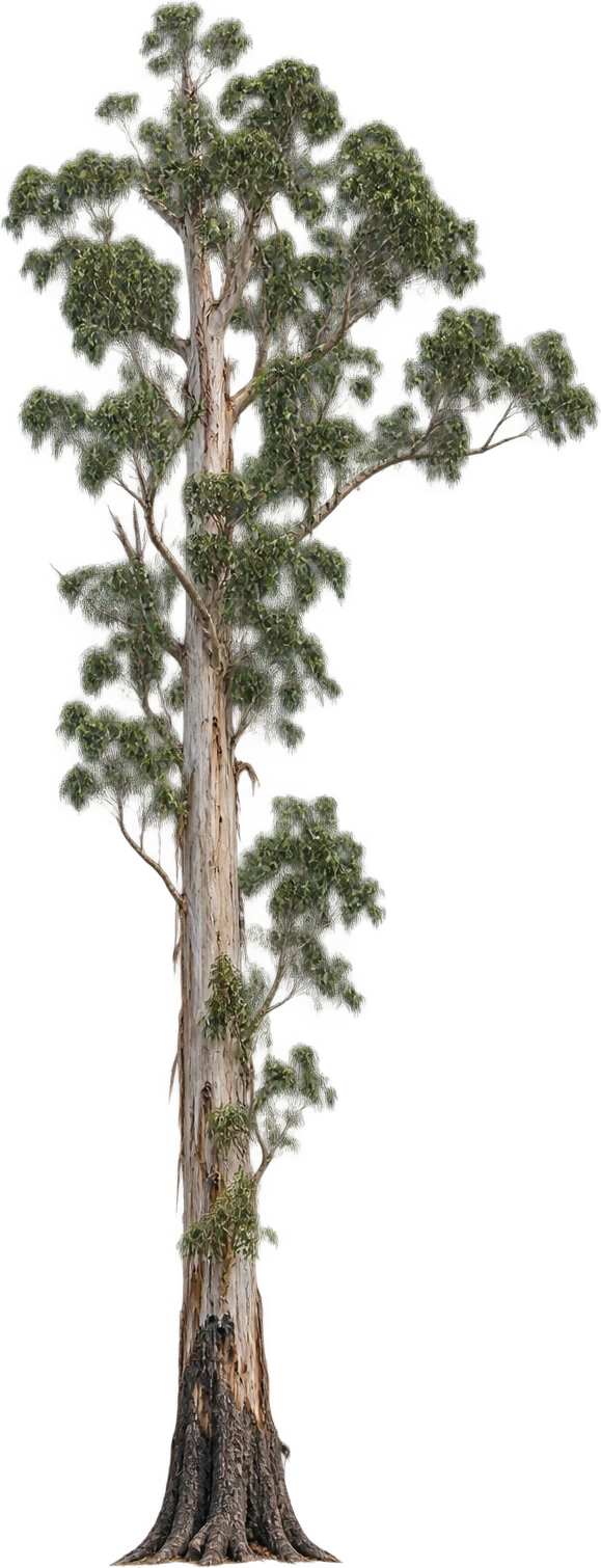 Centurion, Mountain ash · Tasmania, Australia. Ground midpoint to living leaves · 2025 study: 96.5 meters.