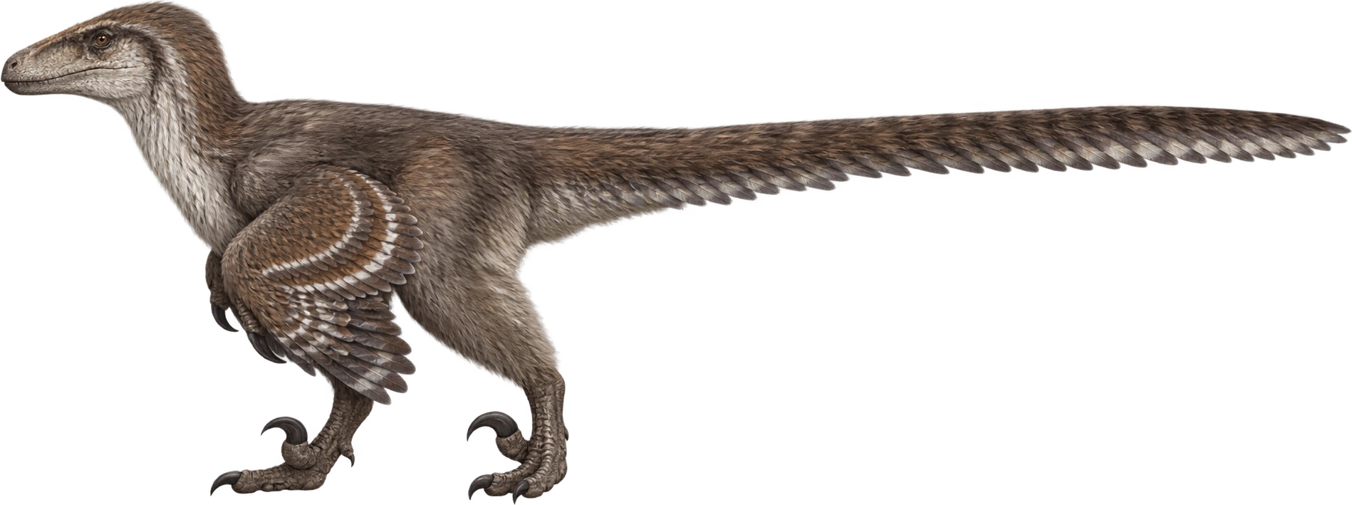 Deinonychus antirrhopus, Museum-described reconstructed length. Museum length reference · approximately 3.4 meters: 3.4 meters, illustrative estimate.
