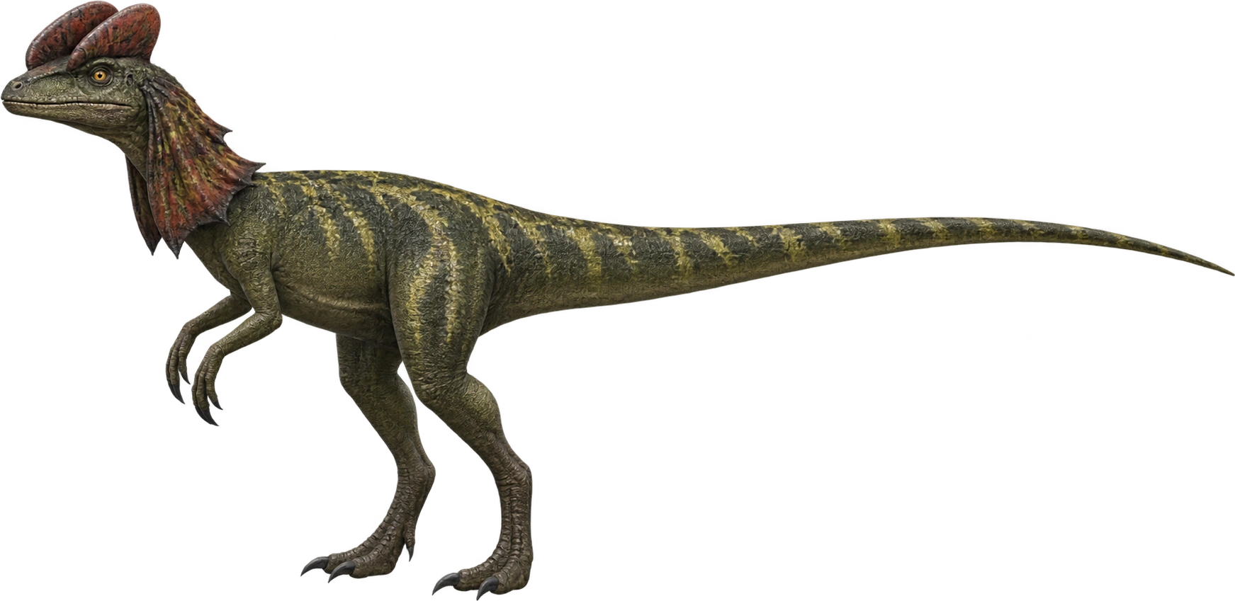 Dilophosaurus, Jurassic World Alive · licensed game profile. Licensed game adult length: 7 meters, illustrative estimate.