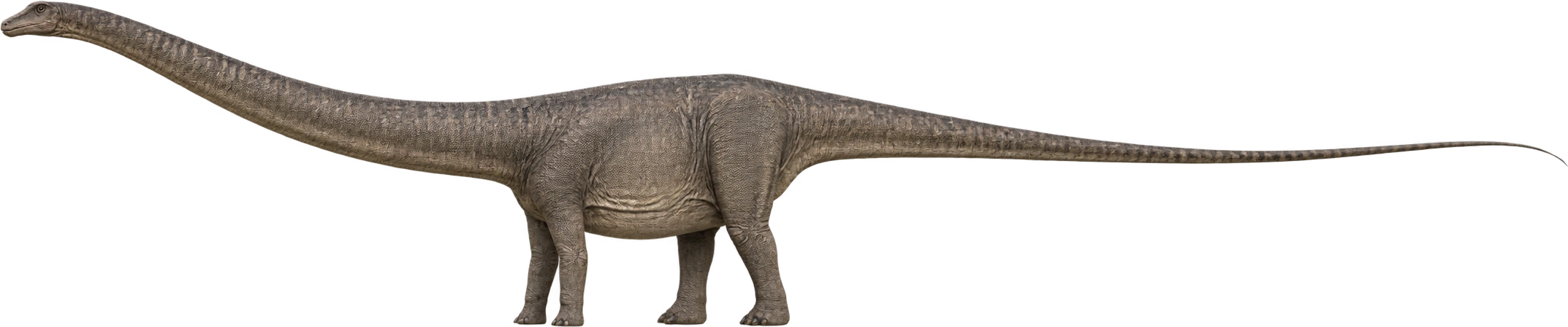 Diplodocus carnegii, Upper end of museum-described species length. Museum-described 24–26-meter length range · upper reference: 26 meters, illustrative estimate.
