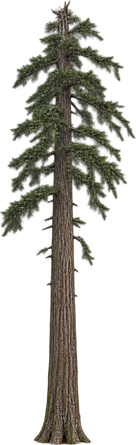 Douglas fir, Doerner Fir · Oregon, 2022 profile. Doerner Fir base to crown · 327 ft in 2022: 99.6696 meters.