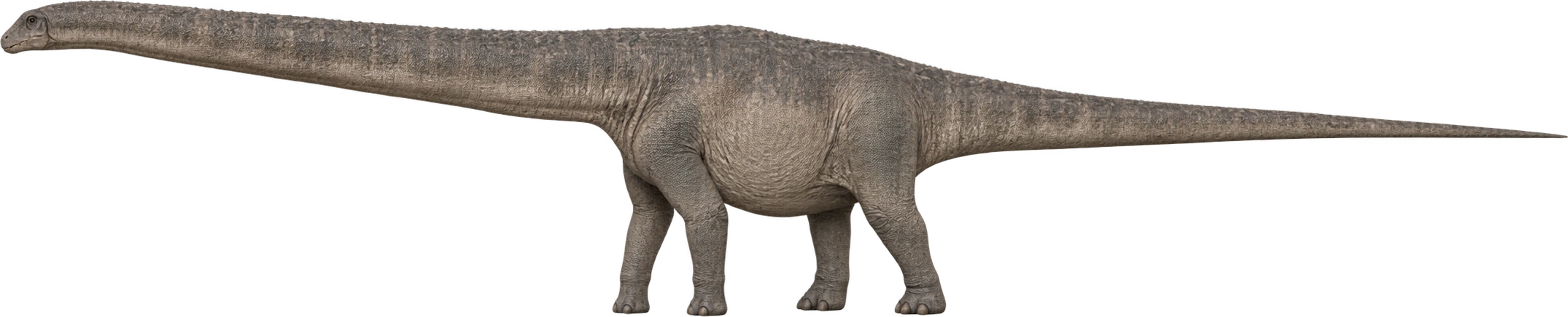 Dreadnoughtus schrani, 2014 Drexel reconstruction · approximate total length. Research-team reconstruction · approximately 26 meters: 26 meters, illustrative estimate.