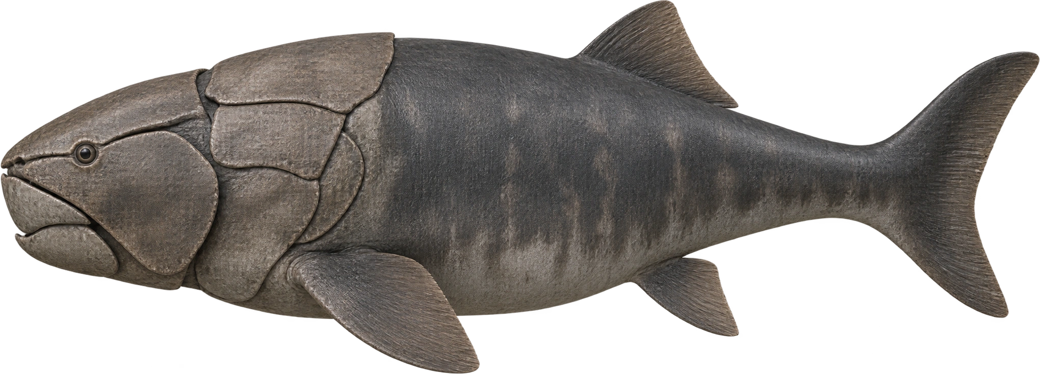 Dunkleosteus terrelli, Upper typical-adult estimate · Engelman 2023. Upper typical-adult estimate · Engelman 2023 · approximately 3.5 meters: 3.5 meters, illustrative estimate.