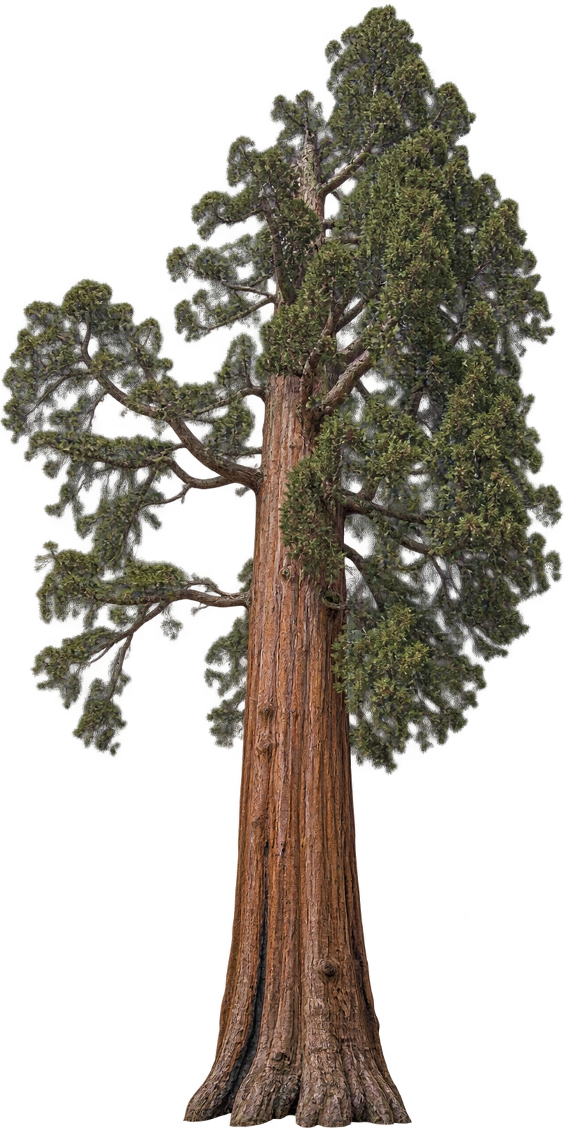 General Grant, Giant sequoia · Kings Canyon National Park, California. Tree height · 268.1 ft in NPS wayside profile: 81.71688 meters.