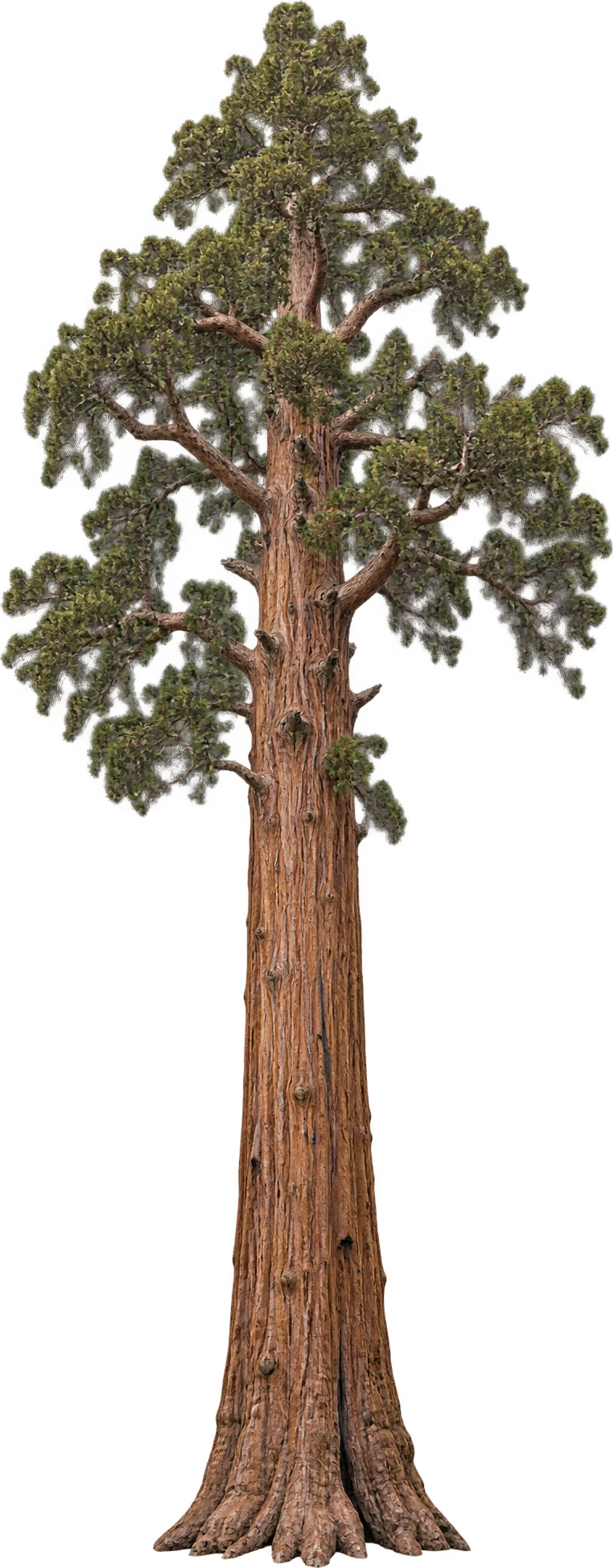 General Sherman, Giant sequoia · Sequoia National Park, California. Individual tree height above base · NPS profile: 83.8 meters.