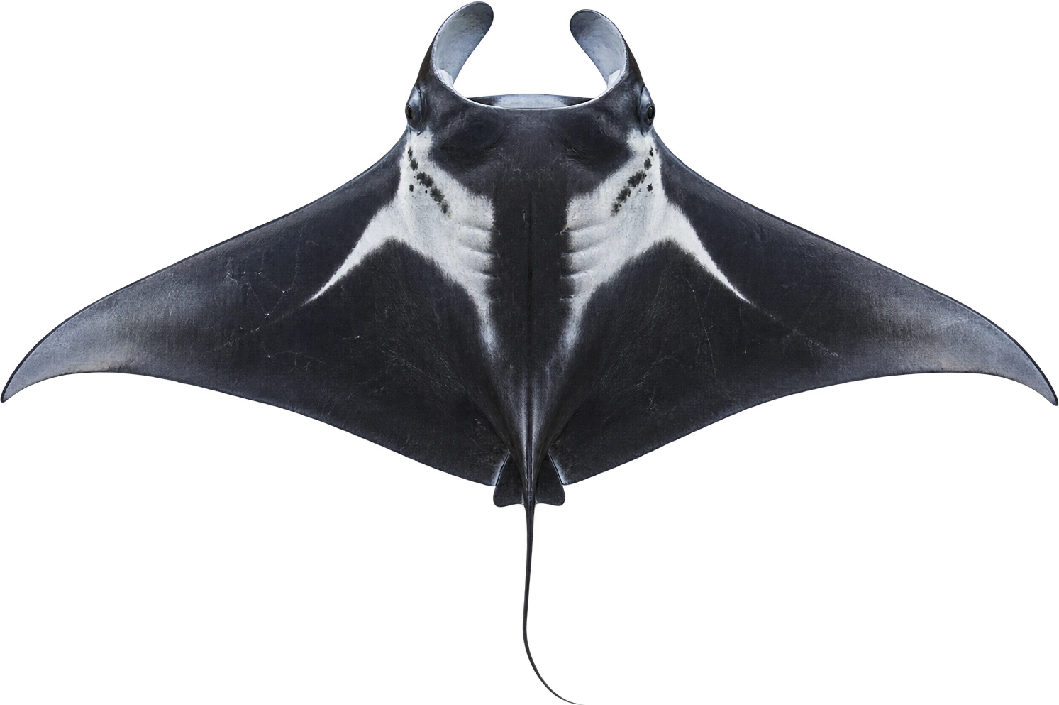 Giant oceanic manta ray, Mobula birostris · upper-size disc width. Reported maximum disc width · pectoral tip to tip: 8 meters.