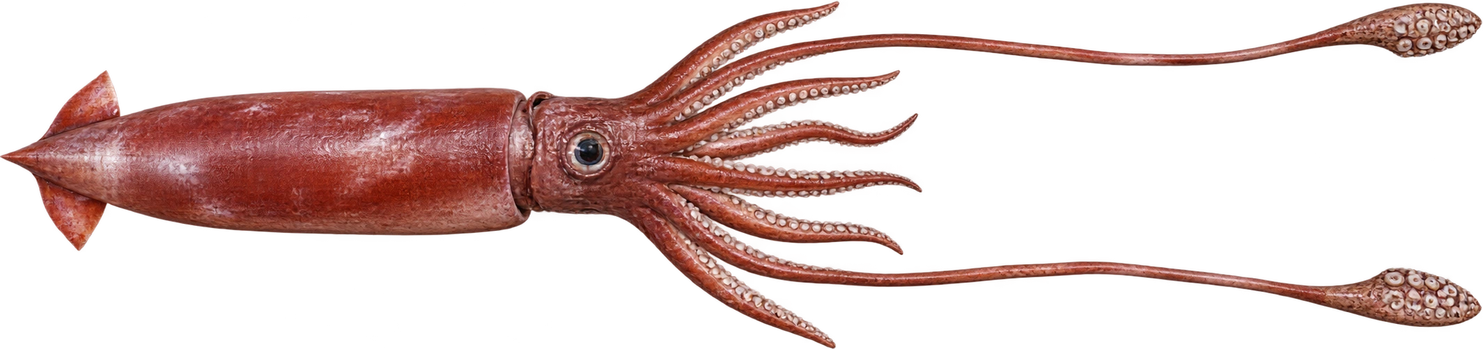 Giant squid, Smithsonian female specimen · reconstructed original length. Museum-described original total length · nominal 36 feet: 10.9728 meters, illustrative estimate.
