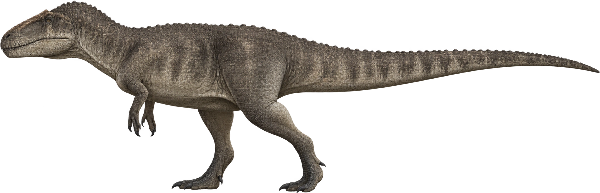Giganotosaurus carolinii, MUCPv-CH-1 · selected published reconstruction. Selected fossil-based length reconstruction · approximately 13 meters: 13 meters, illustrative estimate.
