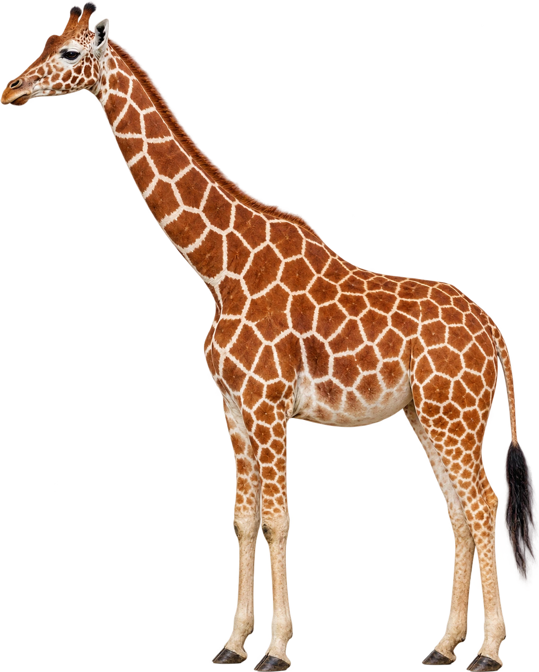 Giraffe, Adult male reference. Average adult male height · general reference: 5.3 meters.