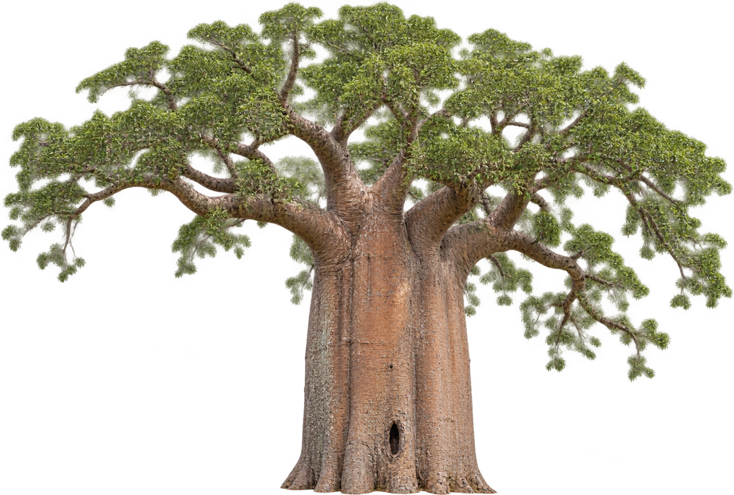 Grandidier's baobab, Individual A 257 · Andombiry Forest, Madagascar. A 257 tree base to highest branch · 2021 study: 18.5 meters.