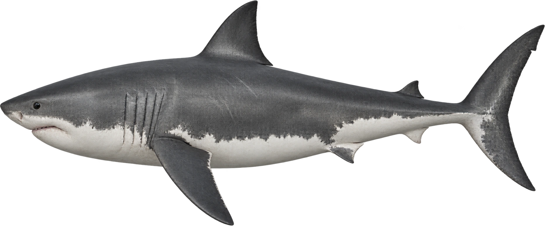 Great white shark, Adult female · upper aquarium length reference. Aquarium-described upper adult length · approximately 6.4 meters: 6.4 meters, illustrative estimate.