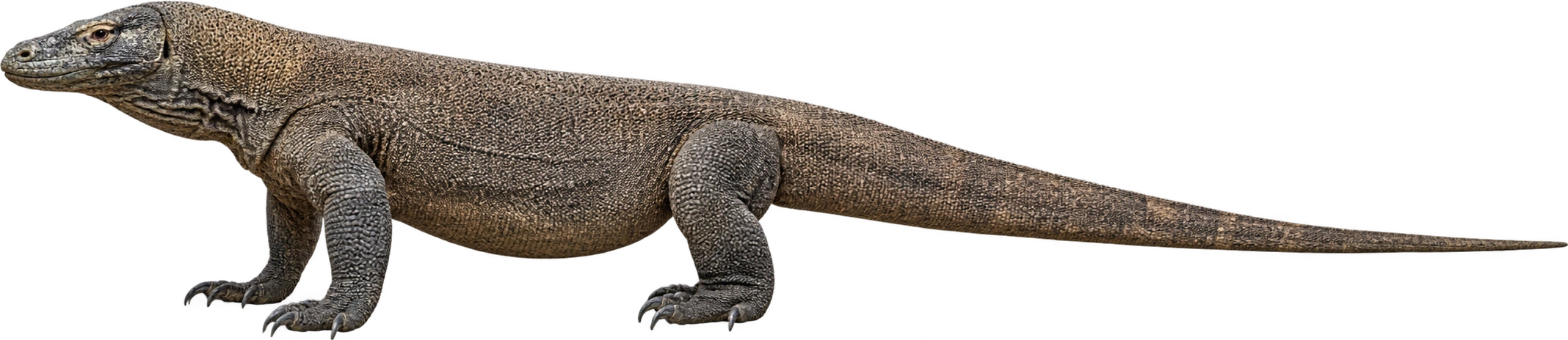 Komodo dragon, Adult male · upper published total-length reference. Zoo-described upper male total length · approximately 3 meters: 3 meters, illustrative estimate.