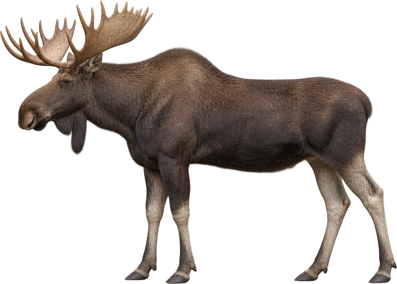 Moose, Adult Alaska bull · approximate shoulder reference. Agency-described bull shoulder height · approximately 1.8 meters: 1.8 meters, illustrative estimate.