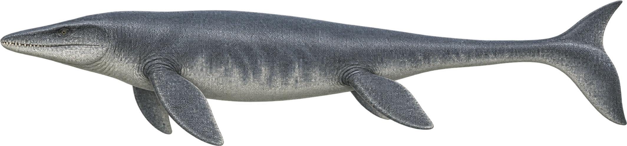 Mosasaurus hoffmannii, Upper end of the lower NHM reconstruction range. Upper end of the lower NHM reconstruction range · approximately 12 meters: 12 meters, illustrative estimate.