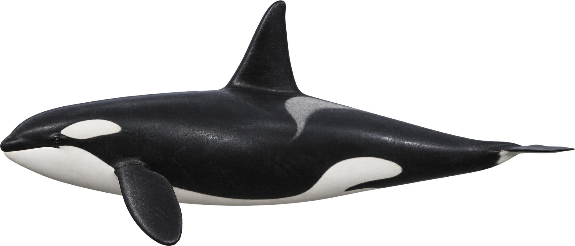 Orca, Adult male · upper published length reference. NOAA-described upper length · nominal 32 feet: 9.7536 meters, illustrative estimate.