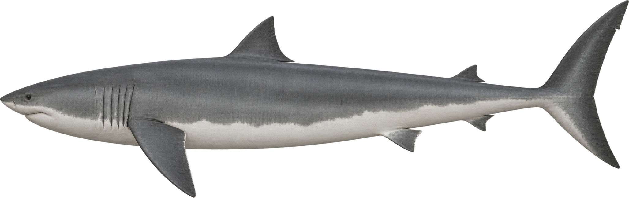 Otodus megalodon, Belgian IRSNB P 9893 · tentative 2025 reconstruction. Belgian IRSNB P 9893 · tentative 2025 reconstruction · approximately 16.4 meters: 16.4 meters, illustrative estimate.