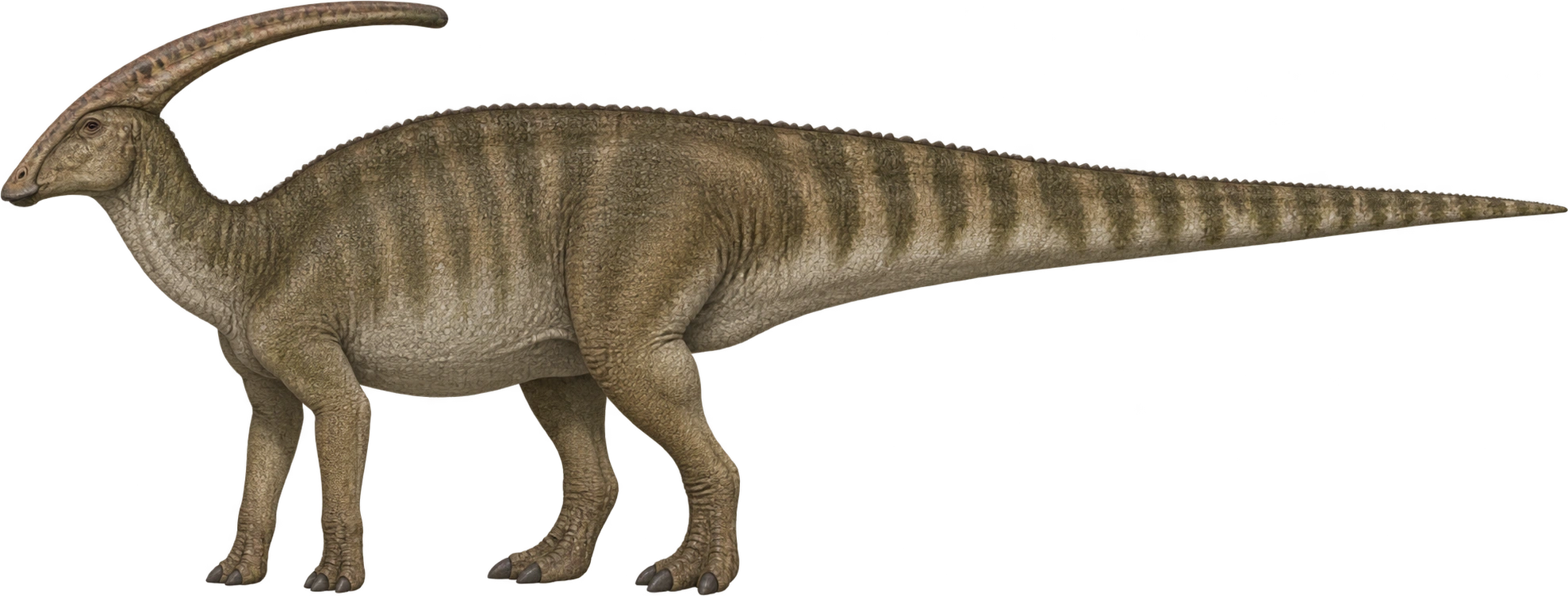 Parasaurolophus walkeri, ROM 768 holotype · published length estimate. Published holotype length estimate · approximately 9.45 meters: 9.45 meters, illustrative estimate.