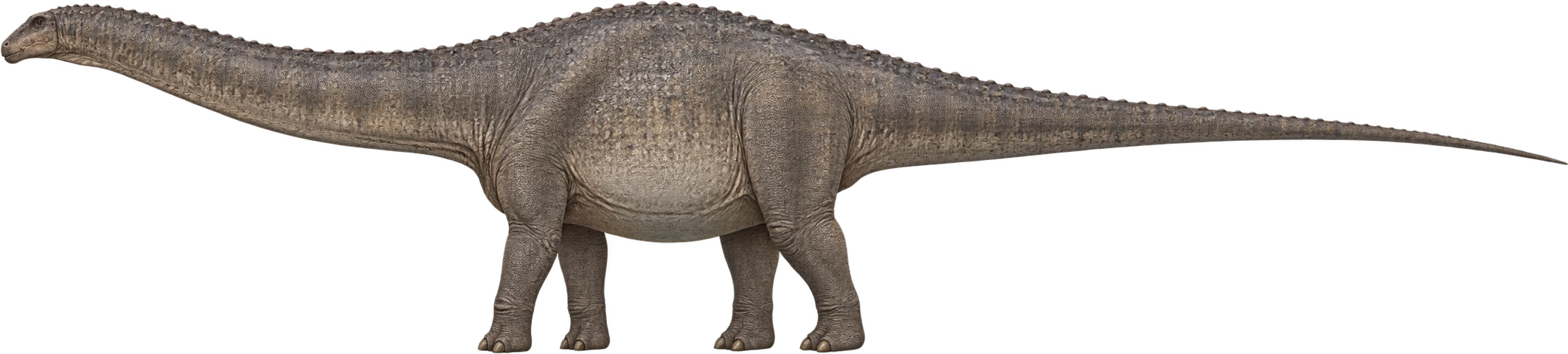 Patagotitan mayorum, AMNH reconstruction · nominal 122-foot length. Museum model length · nominal 122 feet: 37.1856 meters, illustrative estimate.