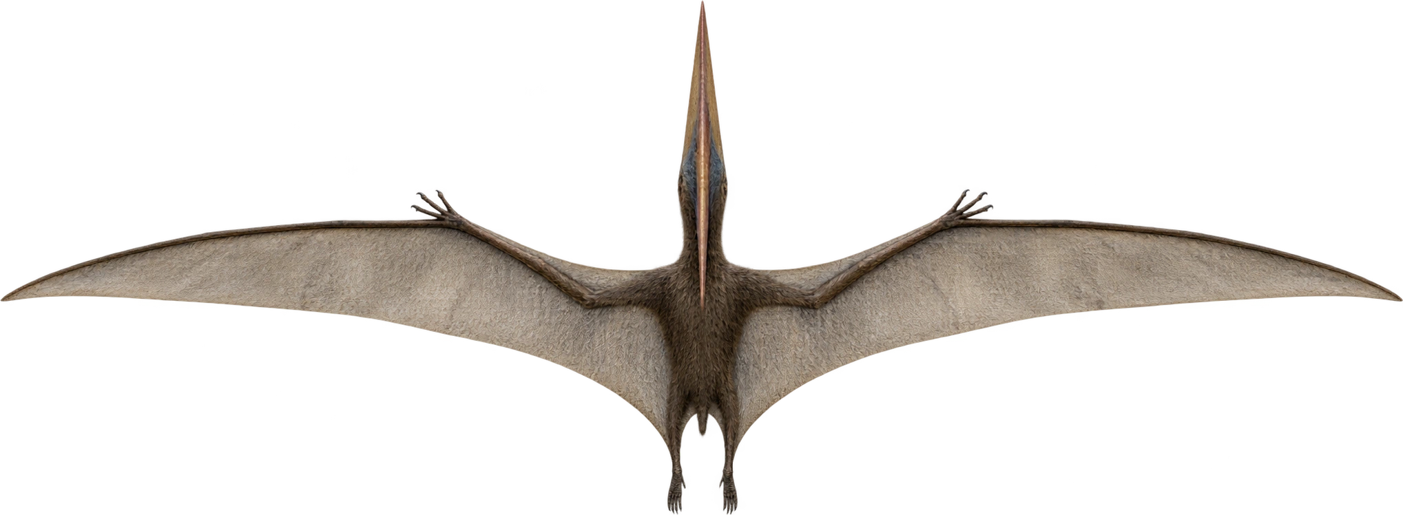 Pteranodon longiceps, AMNH upper reconstructed wingspan reference. Museum-described upper wingspan · approximately 6 meters: 6 meters, illustrative estimate.
