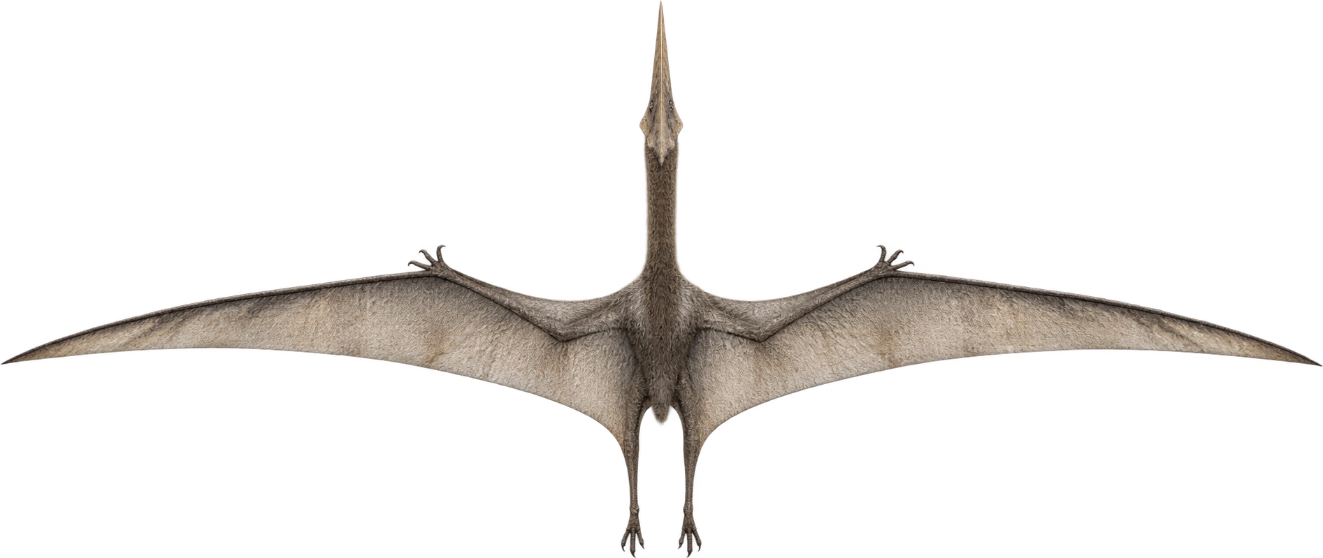 Quetzalcoatlus northropi, AMNH reconstructed wingspan reference. Museum wingspan estimate · approximately 10 meters: 10 meters, illustrative estimate.