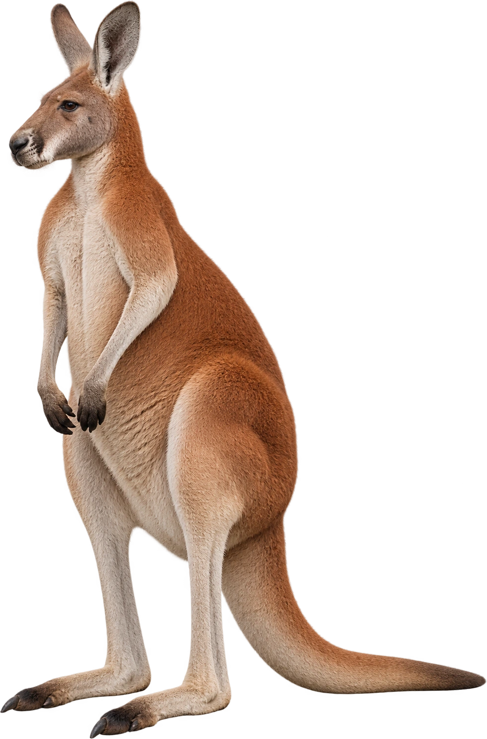 Red kangaroo, Adult reference · zoo-listed average height. Zoo-listed average height · nominal 5 feet, posture not specified: 1.524 meters, illustrative estimate.