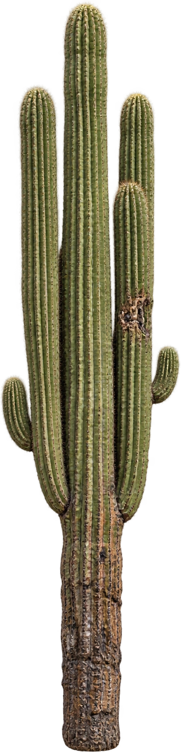 Saguaro cactus, Champion record 5537 · Mesa, Arizona. Individual cactus base to top · measured 2018: 9.144 meters.