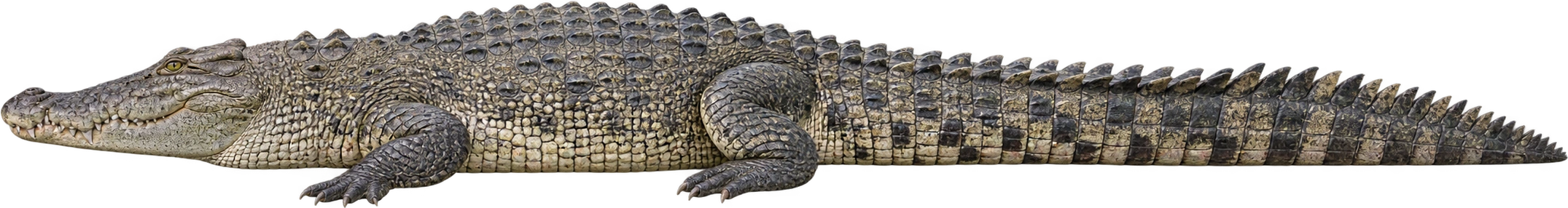 Saltwater crocodile, Lolong · documented 2011 total length. Guinness individual total length · 6.17 meters: 6.17 meters.