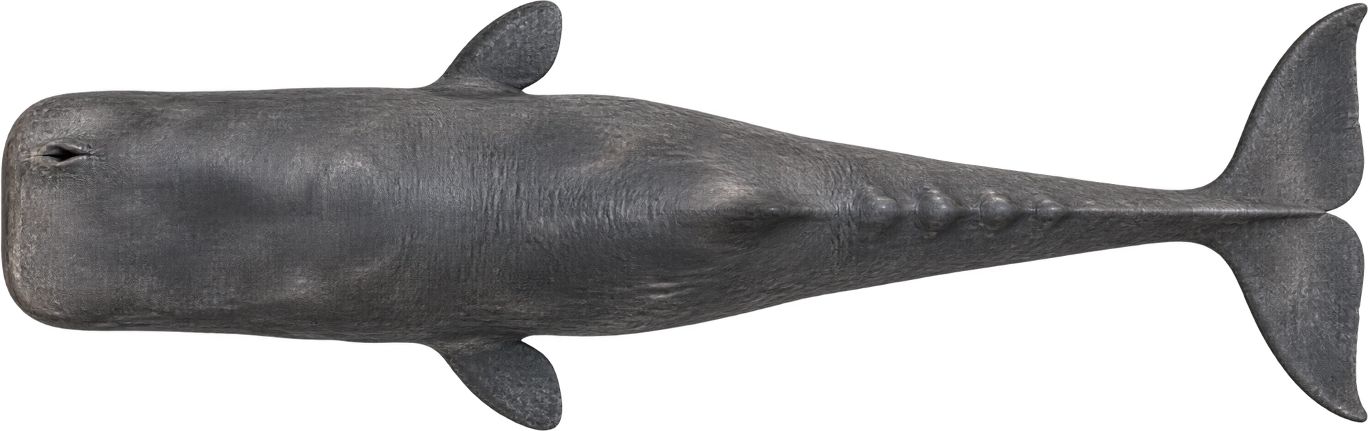 Sperm whale, Mature male reference · dorsal plan view. NOAA-described mature male length · approximately 52 feet: 15.8496 meters, illustrative estimate.