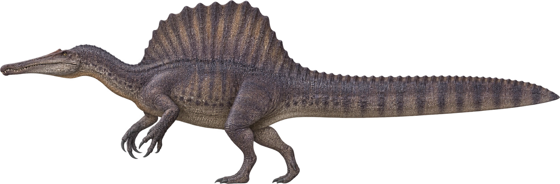 Spinosaurus aegyptiacus, Museum length estimate · later tail reconstruction. Museum-described upper length estimate · approximately 15 meters: 15 meters, illustrative estimate.