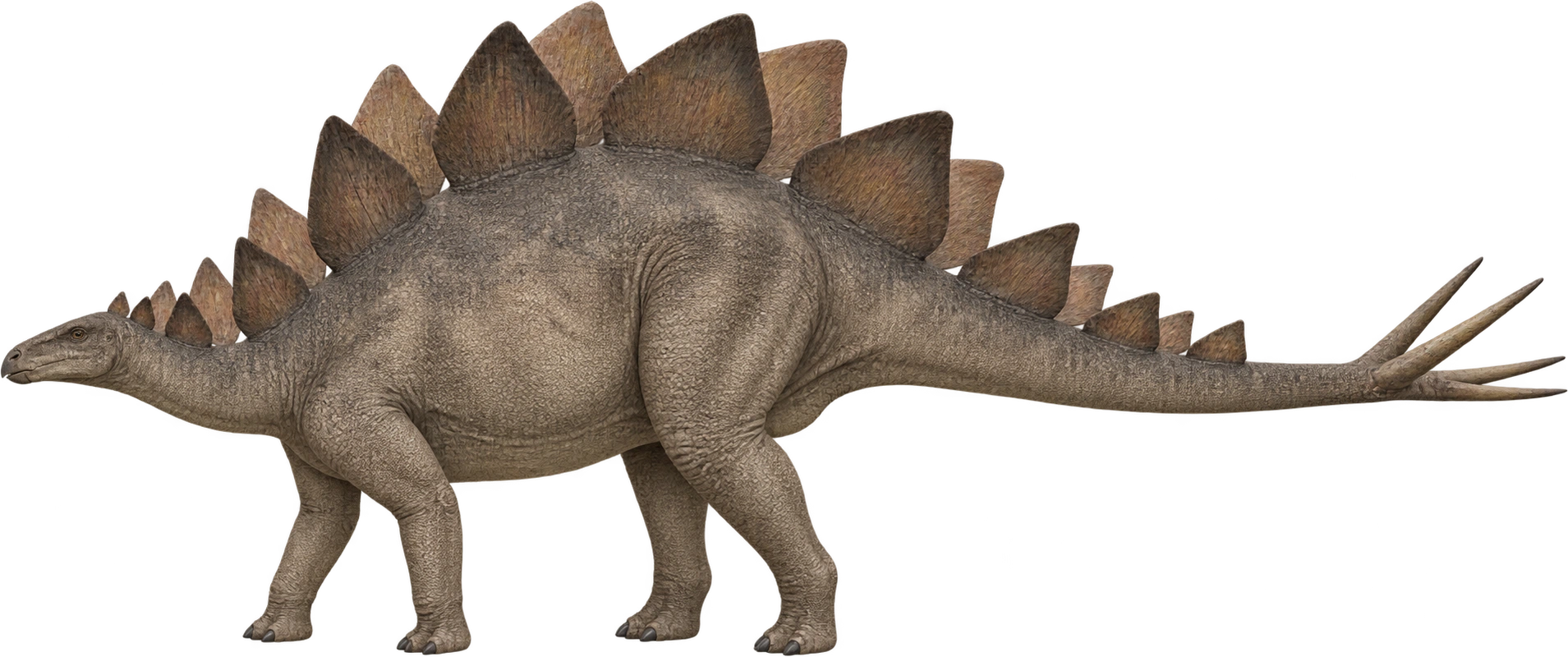 Stegosaurus stenops, Sophie specimen · approximately 5.5 meters long. Rounded reference · museum describes Sophie as just over 5.5 meters: 5.5 meters, illustrative estimate.
