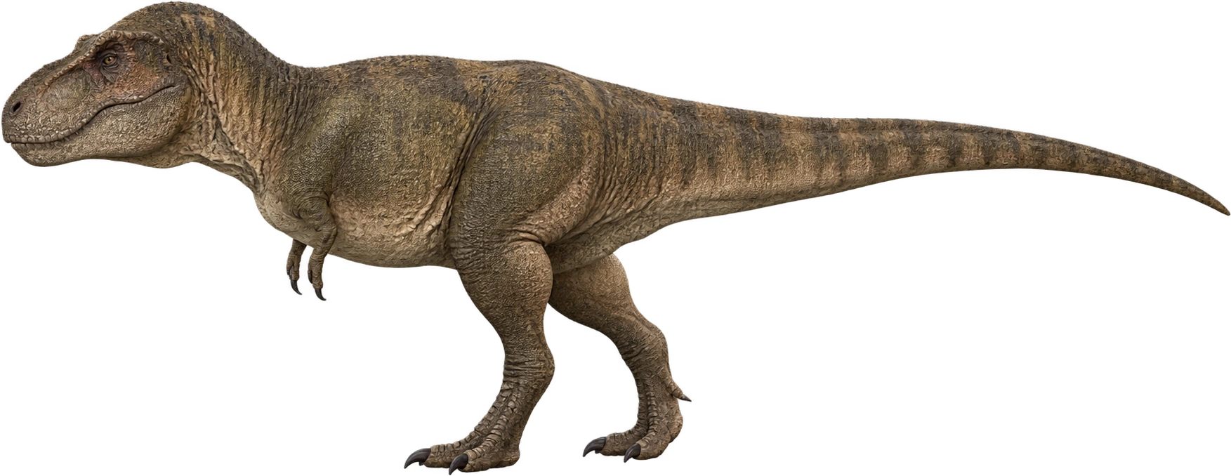Tyrannosaurus rex, Late Cretaceous. Approximate posed head height: 4.8 meters, illustrative estimate.