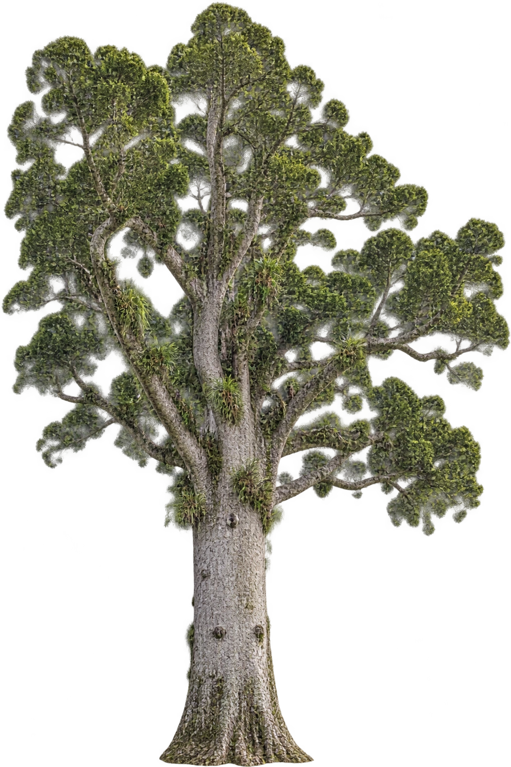 Tāne Mahuta, Kauri · Waipoua Forest, New Zealand. Named kauri base to highest crown · DOC profile: 51.5 meters.