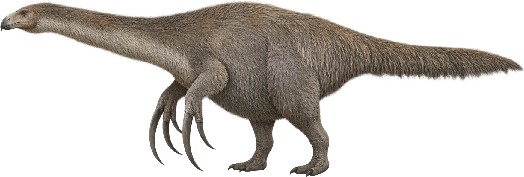 Therizinosaurus cheloniformis, Museum estimate · largely reconstructed anatomy. Museum length estimate · approximately 10 meters: 10 meters, illustrative estimate.