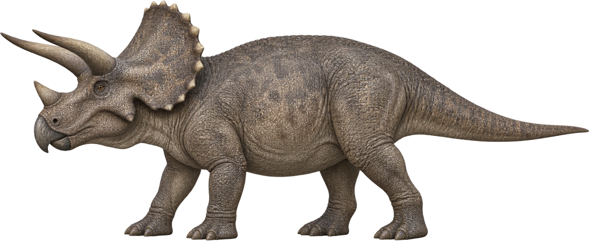 Triceratops horridus, Horridus specimen · upper end of published length range. Exhibit announcement’s 6–7-meter tip-to-tail range · upper reference: 7 meters, illustrative estimate.