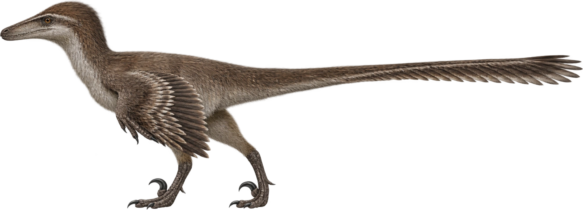 Velociraptor mongoliensis, Museum-described reconstructed length. Museum length reference · approximately 1.8 meters: 1.8 meters, illustrative estimate.