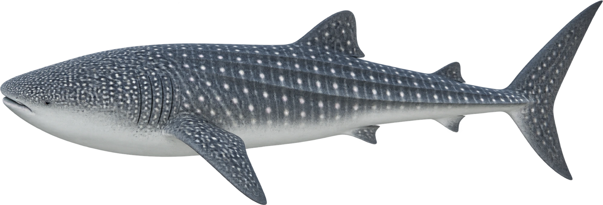 Whale shark, Upper end of commonly observed lengths. Aquarium-described observed range · selected 12-meter reference: 12 meters, illustrative estimate.